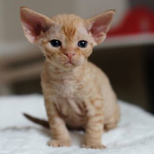 Rosa – Devon Rex femmina