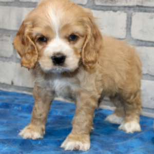 Hambone – Cocker Spaniel maschio