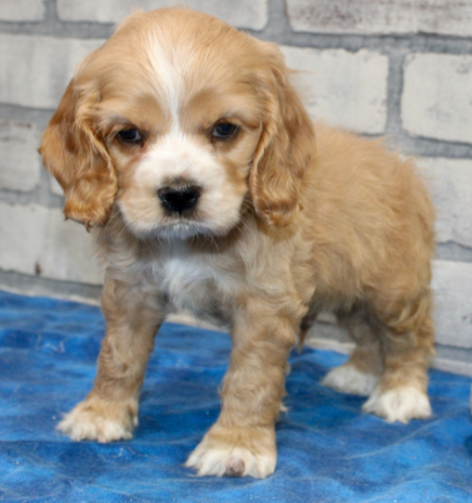 Hambone – Cocker Spaniel maschio