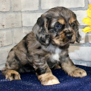 Candy – Cocker Spaniel femmina