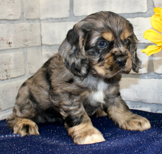 Candy – Cocker Spaniel femmina