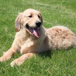 Preston – Golden Retriever maschio