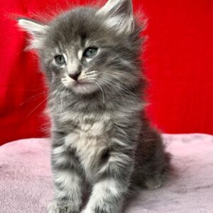 Hobbes – Gattino della Foresta Norvegese maschio