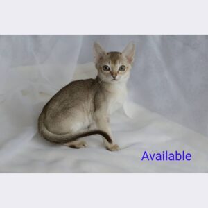 abby – singapura maschio