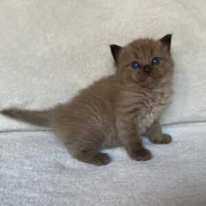 Bear – Ragdoll maschio
