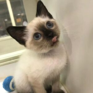 Ada – Siamese femmina