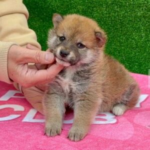shisha – shiba inu femmina