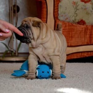wendy – shar pei femmina