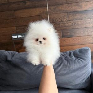 Léo – Pomerania maschio
