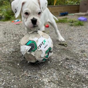 Joe – Boxer maschio