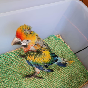 ringo – ara catalina maschio, 3 mesi