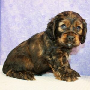 Sofia – Cocker Spaniel femmina