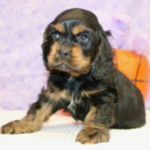 Sarafin – Cocker Spaniel femmina