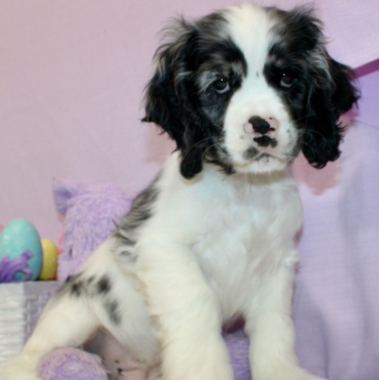 haze – cocker spaniel maschio haze – cocker spaniel maschio