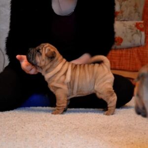 Lily – Shar Pei femmina