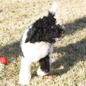 scotty – barboncino standard femmina