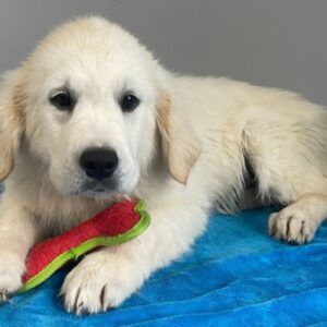 Emmett – Golden Retriever maschio