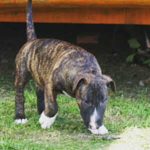 Max – Bull Terrier (Standard) maschio