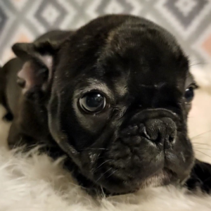 tinkerbel – bulldog francese femmina