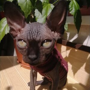 Latto – Sphynx maschio