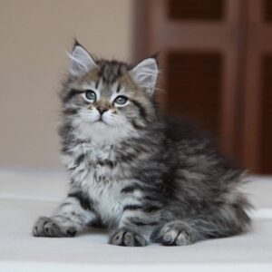 Frosya – Gatta Siberiana femmina