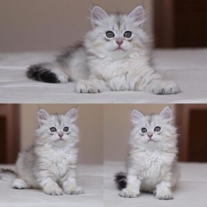 Axel – Gatto Siberiano maschio