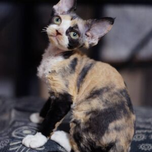Lizzy – Devon Rex femmina