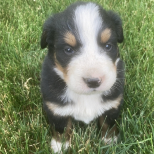 Bailey – Bovaro del Bernese maschio