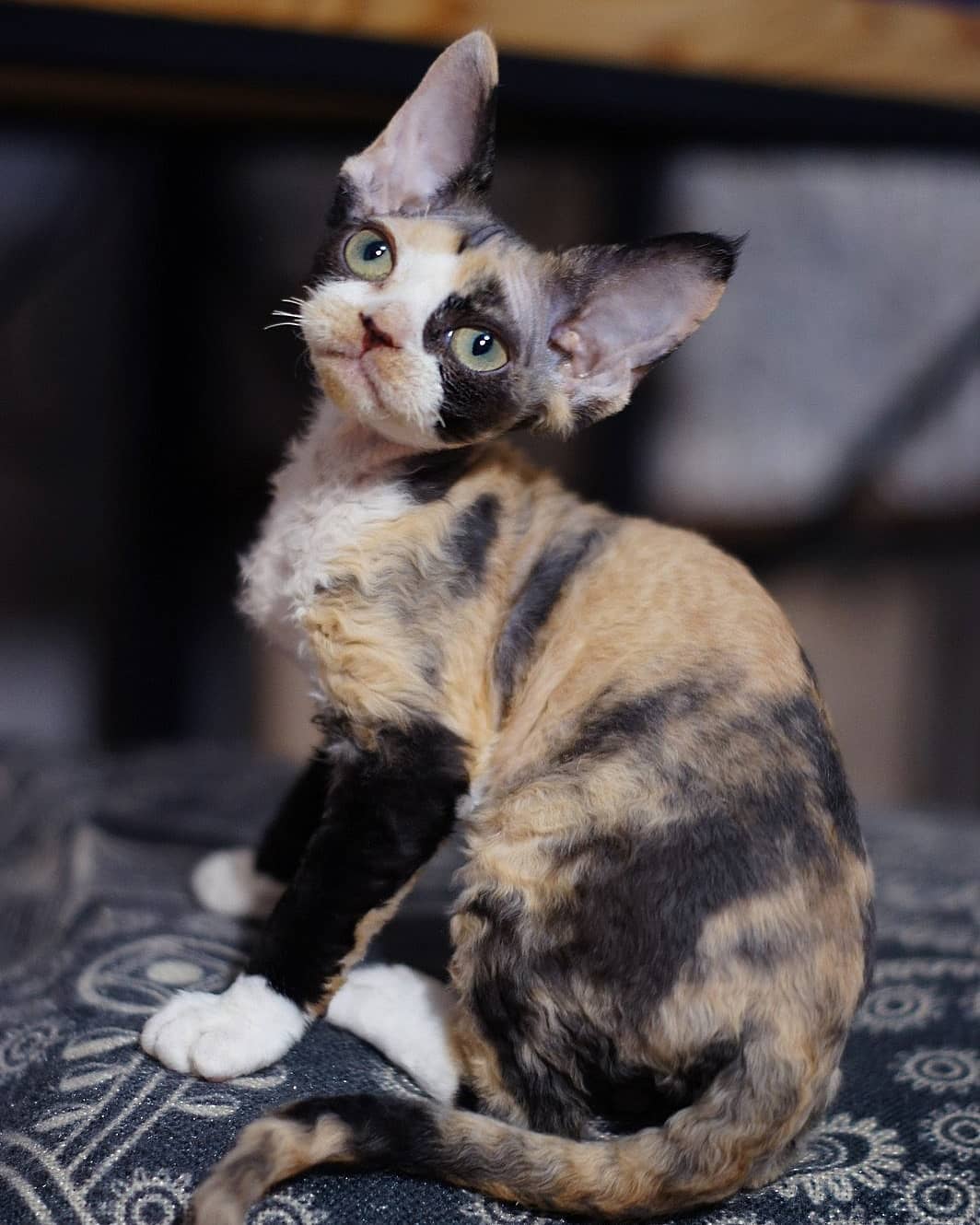 Lizzy – Devon Rex femmina
