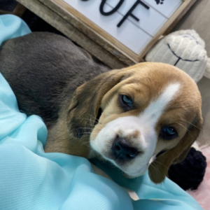 Kayla – Beagle femmina