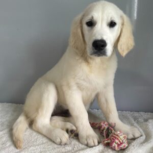 Emilia – Golden Retriever femmina