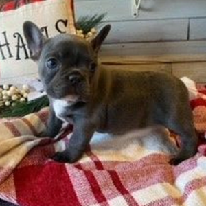 Saphire – Bulldog Francese femmina
