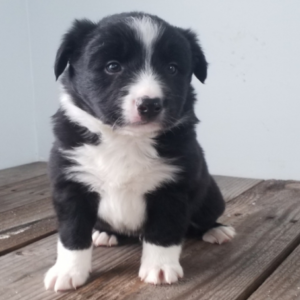 Layne – Border Collie maschio