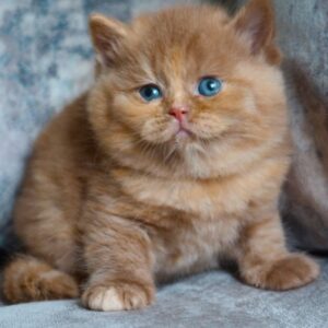 Macie – British Shorthair femmina