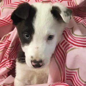 Sam – Border Collie maschio