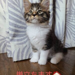 Calvin – Maine Coon maschio