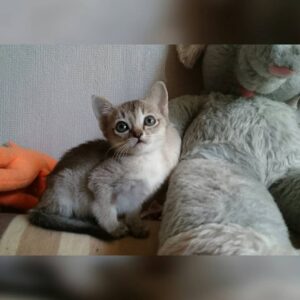 Thor – Singapura femmina