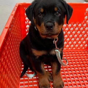 rotti – rottweiler maschio