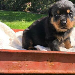 Royce – Rottweiler maschio