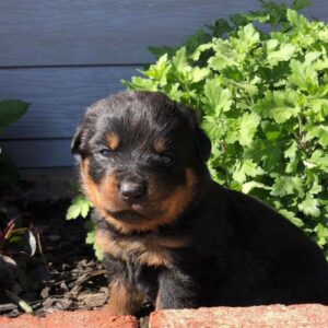 Rita – Rottweiler femmina