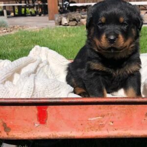 halley – rottweiler femmina