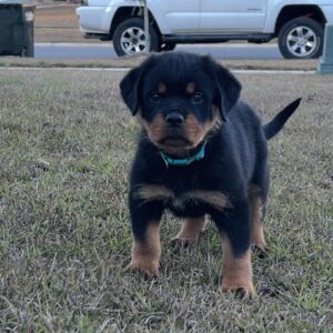 ESS – Rottweiler femmina