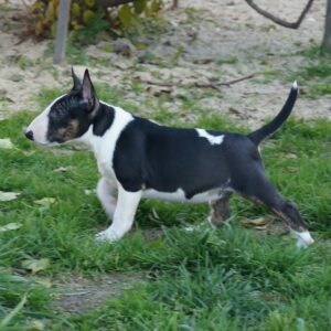 Cindy – Bull Terrier (Miniatura) femmina