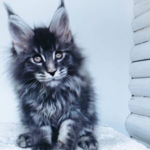 romeo – maine coon maschio