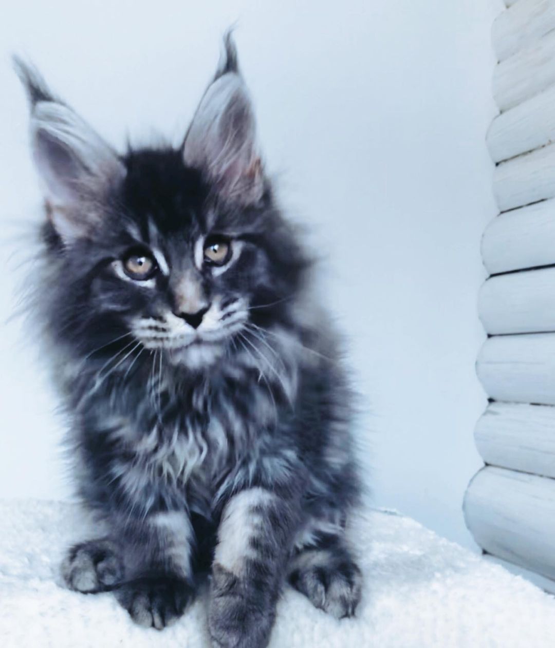 romeo – maine coon maschio romeo – maine coon maschio