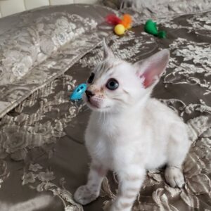 Fenzy – Bengal maschio
