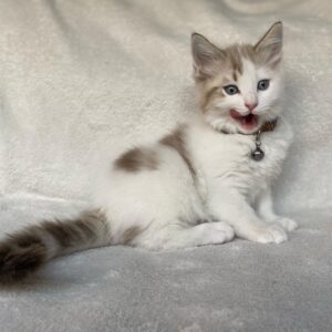 Jon – Ragdoll maschio