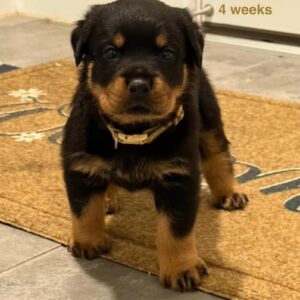 Brown – Rottweiler maschio