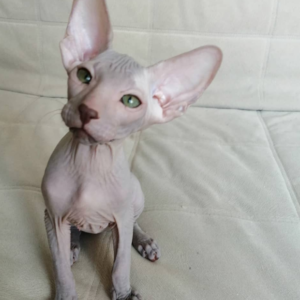 Liam – Peterbald maschio
