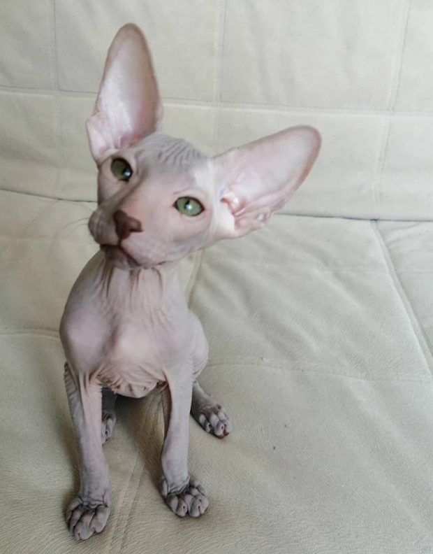 Liam – Peterbald maschio